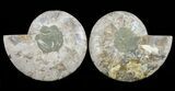Cut & Polished Ammonite Fossil - Agatized #60287-1